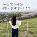 현재목장 | 서산 한우목장 벚꽃 4월 13일 개화상황 주차 산책코스 실시간 후기