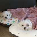 내안에너있DOG 이미지