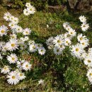 금리마을펜션 이미지