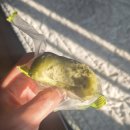 동문방앗간 | 동문시장 오메기떡 시루원