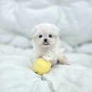 퍼피메이트 안심분양센터 동탄 강아지분양 이미지