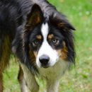 아이웰 동물의료센터 이미지