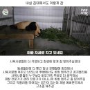 푸바오 사육사님들 악플 비방으로 난리남 이미지