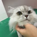고양이 무마취 미용전문 이미지