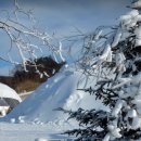 전나무목장 이미지