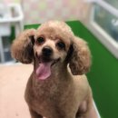 예삐하우스애견샵 이미지