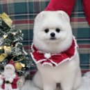 댕화살롱 | 김포 감정동 애견미용 추천, 꼼꼼함이 느껴졌던 댕화살롱