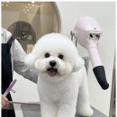 아지묭실 이미지