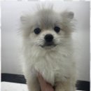 뽀그리독 이미지