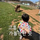 소꿈돼지꿈 | 고흥 아이랑 가볼만한곳 하빛율빠꿈사리 동물 먹이체험 후기