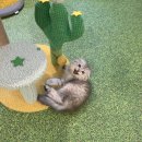 펫데이트 이미지