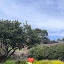 소도 스테이 | 제주 가성비 숙소 애월 스테이인 제주 내돈내산 디럭스 트윈 가족여행 찐 후기