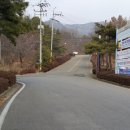 올리브스파피 이미지