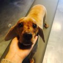 구미 JM 동물 메디컬 센터 이미지