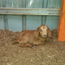 슈퍼염소농장 이미지