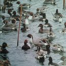 오리사냥 이미지