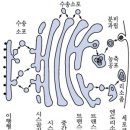 원설로R | 골지