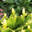 샤론  꽃  화원 이미지