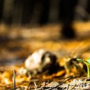 태평목장 이미지