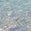 세겐돈가스 | 포천 평양면옥/100년단팥빵/세겐돈까스/막걸리/투썸플레이스