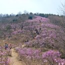 대구 달서구 와룡산(299.6m)..봄날의 화려한 외출~.. 이미지