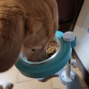 밸런스펫츠 이미지