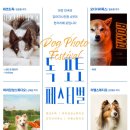 아이러브마이독 | 강아지 사진을 찍을수 있는 독 포토 페스티벌 작가님들이 한자리에 모인다