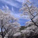 황금약초 | 제천 청풍호 벚꽃축제 갔다가 간 맛집 현지인도 줄 서는 청풍황금떡갈비 울금돌솥밥 후기