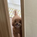 포커스 온 펫 이미지