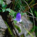 금강초롱 이미지