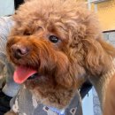 댕댕플래닛 이미지