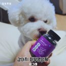 반려견 피부 지킴이 댕그래 강아지 피부영양제 급여 후기
