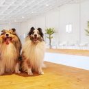 밸런스독 애견펜션 이미지