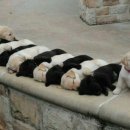 일렬로 나란히 누워서 잠들어 있는 아기 강아지들 모습 이미지