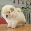 차우차우