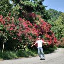 배롱나무길 이미지