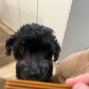 덴탈포스 이미지