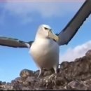 알바트로스 이미지