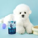 건강하개 이미지