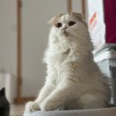 메리그루밍 이미지