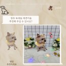 댕실 댕실 이미지