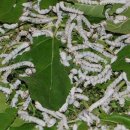 Silk의원조 누에(Silkworm)아십니까.. 이미지