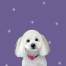 하얀이언니네 이미지