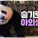 [바오가족] 엄마의 당근을 필사적으로 참아 보는 막둥이 후이 🐼 이미지