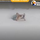 똥꼬발랄 이미지