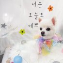 늘, 이쁘개 이미지