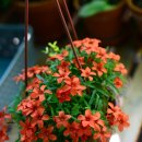 오늘 더 예쁨 이미지