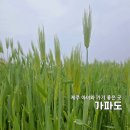동홍동 보리고개 | 2026 가파도 청보리축제 전 미리 다녀온 후기! 5살 아이와 돌고래 만난 역대급 행운 (신분증 꿀팁)