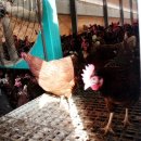 푸른초원농원 이미지