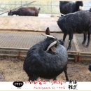 고부염소농장 이미지